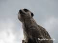 meerkat-lookput_sml