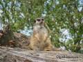 meerkat-sitting