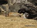 meerkat-sunbathing