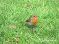 robin_on_grass_sml