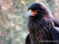 striated-caracara