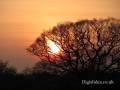 sunset-trees-2